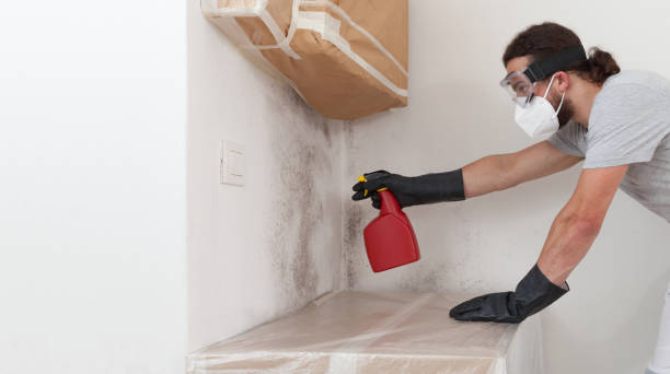 Professional Black Mold Remediation technician working in Queenstown, MD