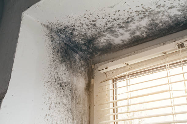 Affordable Black Mold Remediation solutions in Queenstown, MD