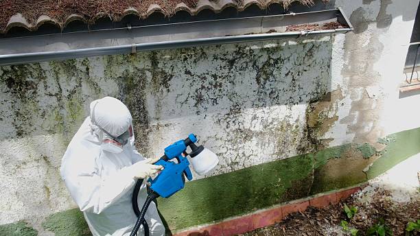 Top rated local Black Mold Remediation specialists in Queenstown, MD